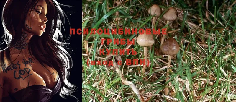 Псилоцибиновые грибы Psilocybine cubensis  Дюртюли 